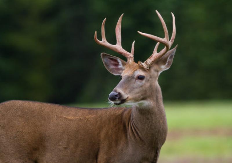 Motorists beware of wild deer in Kilkenny at Kilrush off the main Freshford to  Urlingford road