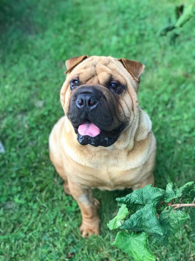 Hero Hank is top dog!
