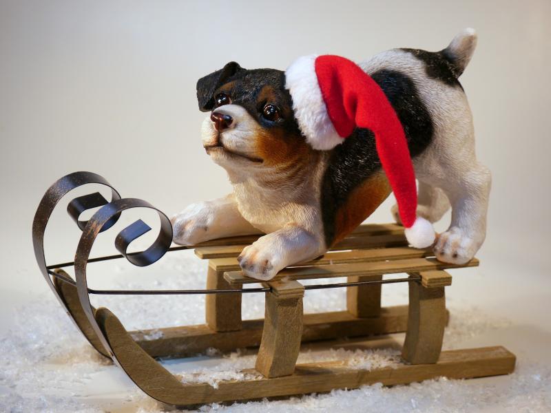 Kilkenny puppy