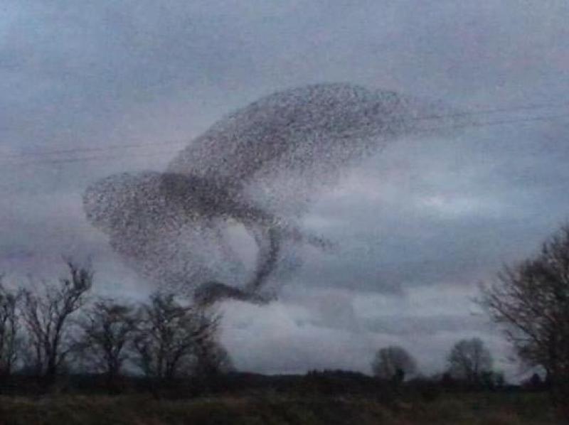 Magical murmurations return to area of Kilkenny 