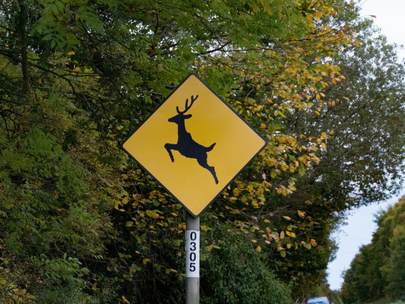 Fresh deer warning for Kilkenny drivers with some 'not aware' of dangers 