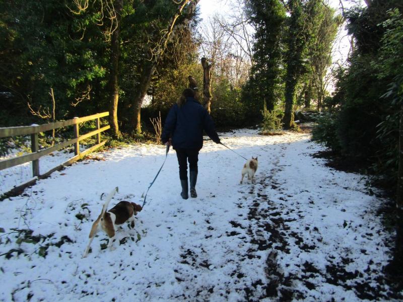 Pet care tips and advice during cold weather from the ISPCA 