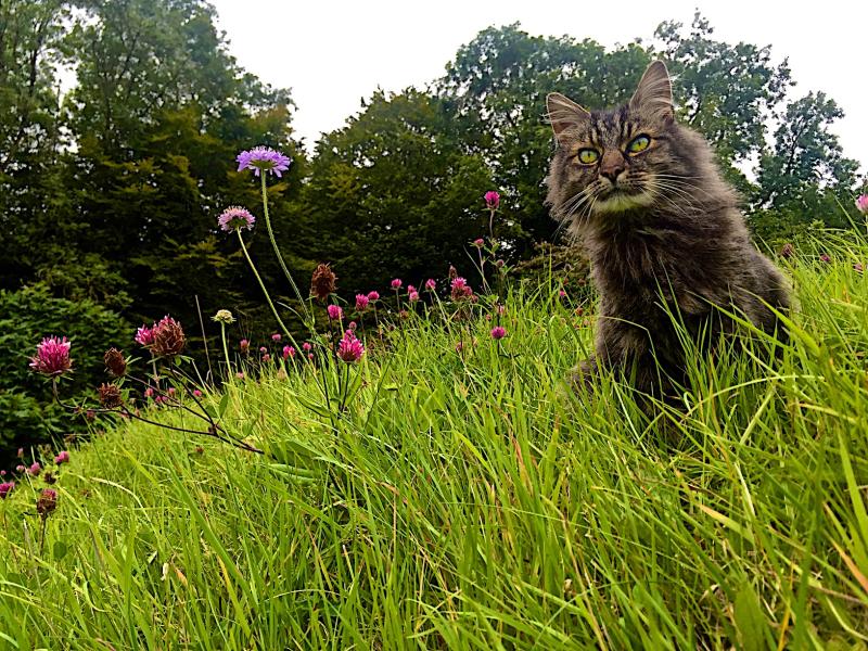 The Shepherd Cat is dead