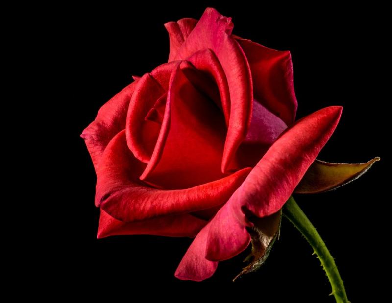 Love is in the air in Kilkenny with the scent of roses