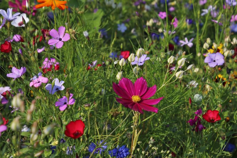 KIlkenny wildflowers talk