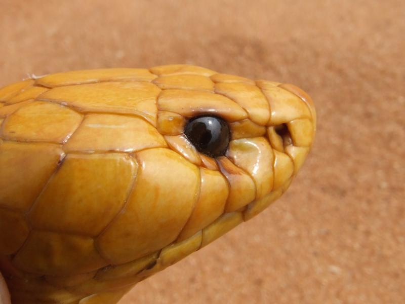 SNEK
