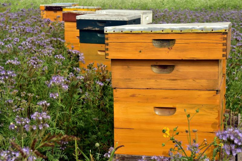 South Kilkenny Beekeepers Association