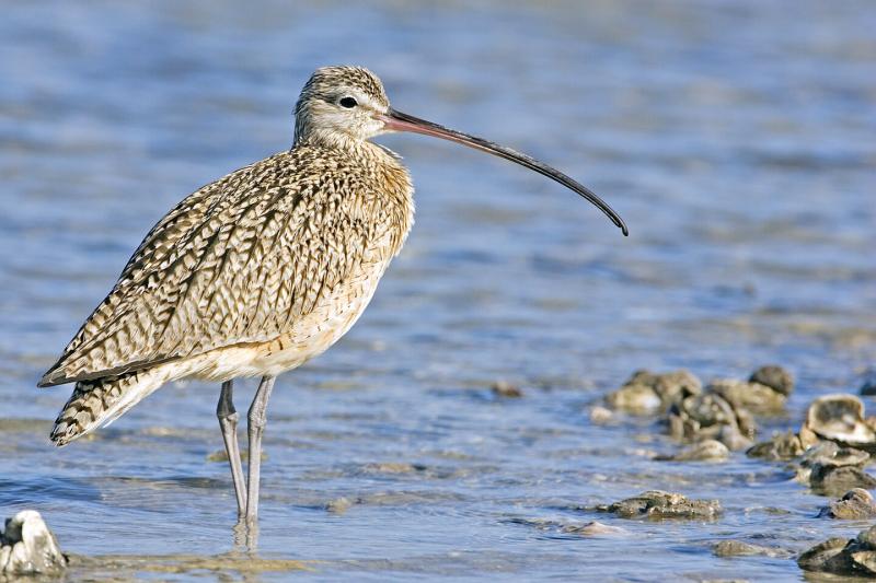 Kilkenny's Deputy Noonan welcomes coastal nature project on World Curlew Day