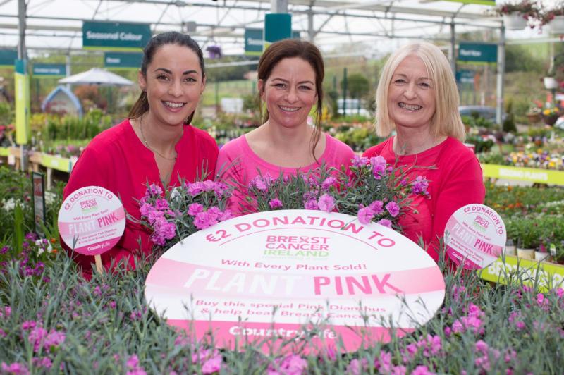 PLANT PINK