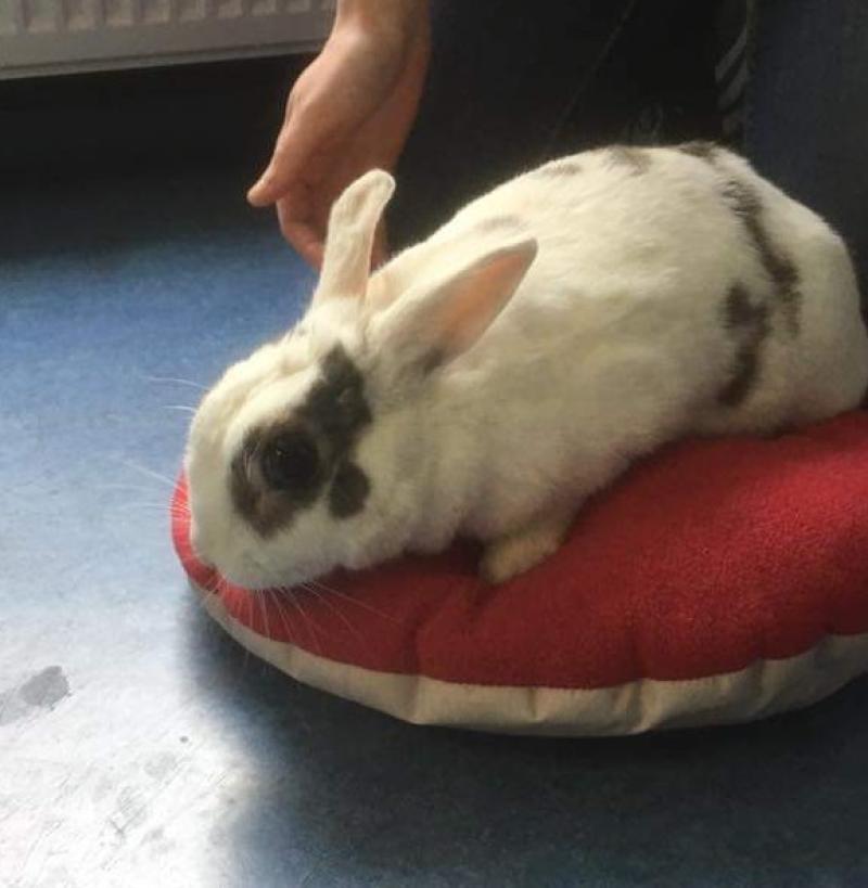 Are you the Kilkenny city family missing your pet rabbit?