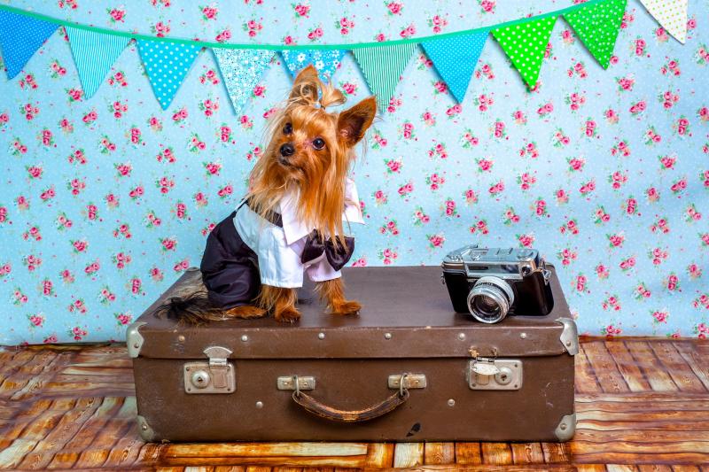 Kilkenny holiday-makers urged to factor pets into travel plans