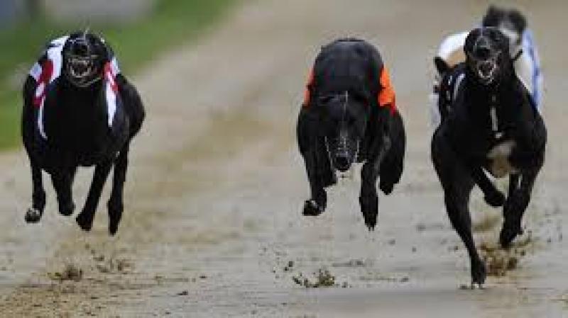 Greyhounds: Lamestep showed a fair blast of pace at St James Park