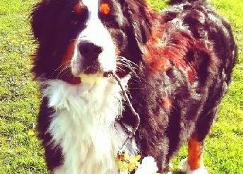 Kilkenny dog Alfie in the hunt for Nose title