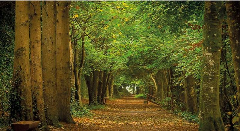 Kilkenny residents encouraged to visit Coillte Forests for National Walking Day 