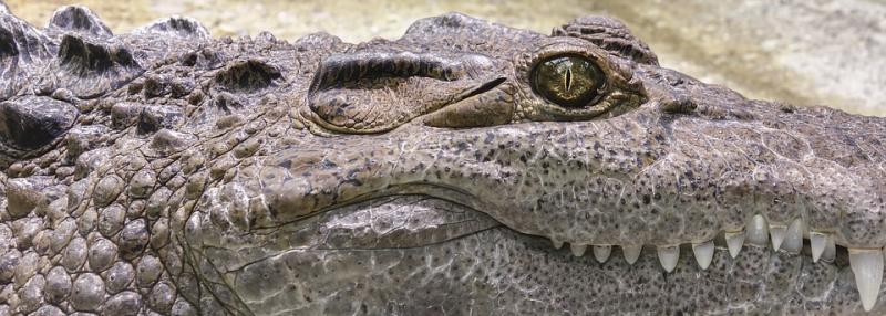 Annual European Crocodile Network meeting for Kilkenny