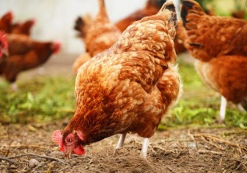 chicken