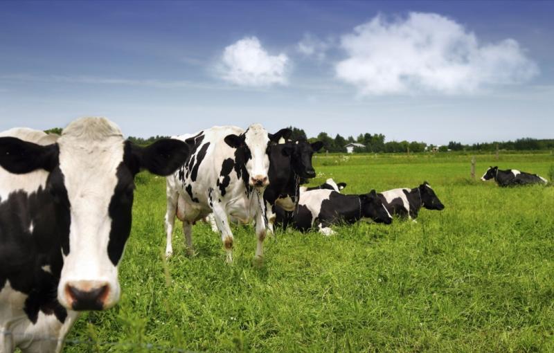 300 workers laid off at Kilkenny meat processing plant 
