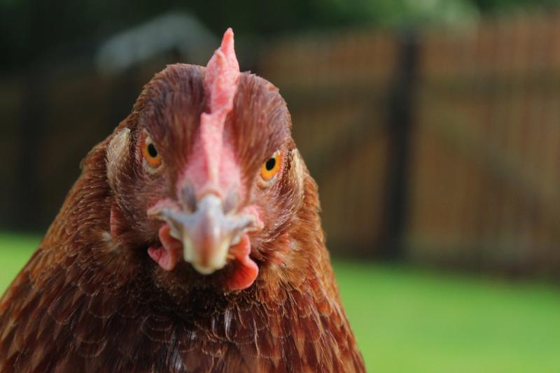 Save hens from the slaughter - charity has free birds for a good home