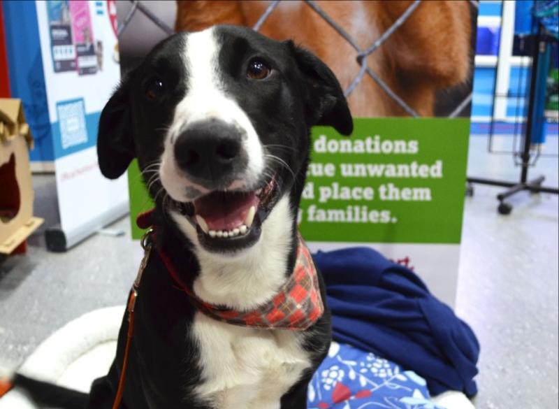 Meet your new best friend at Petmania, Kilkenny and raise awareness for Protecting Pound Dogs