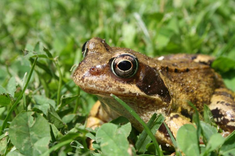 IPCC - 'Have all the frogs disappeared in Kilkenny?'