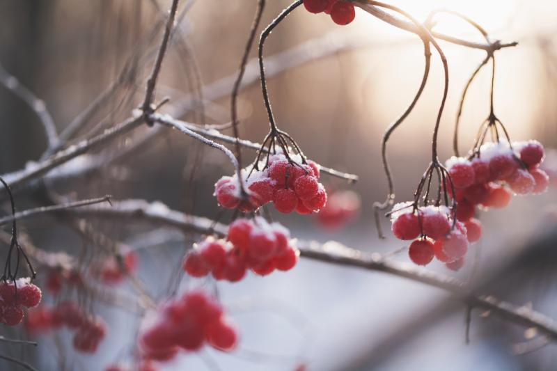 Berries