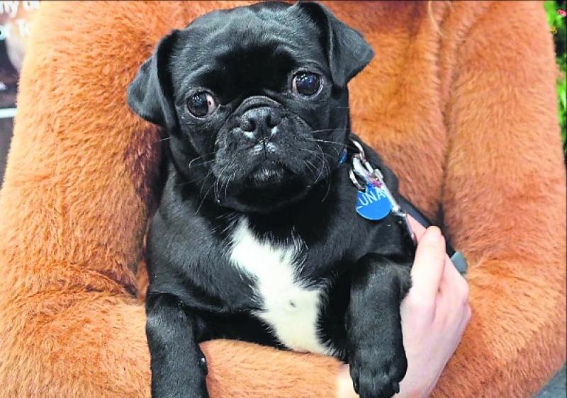 Christmas 'paw-ty' for Protecting Pound Dogs raised €865