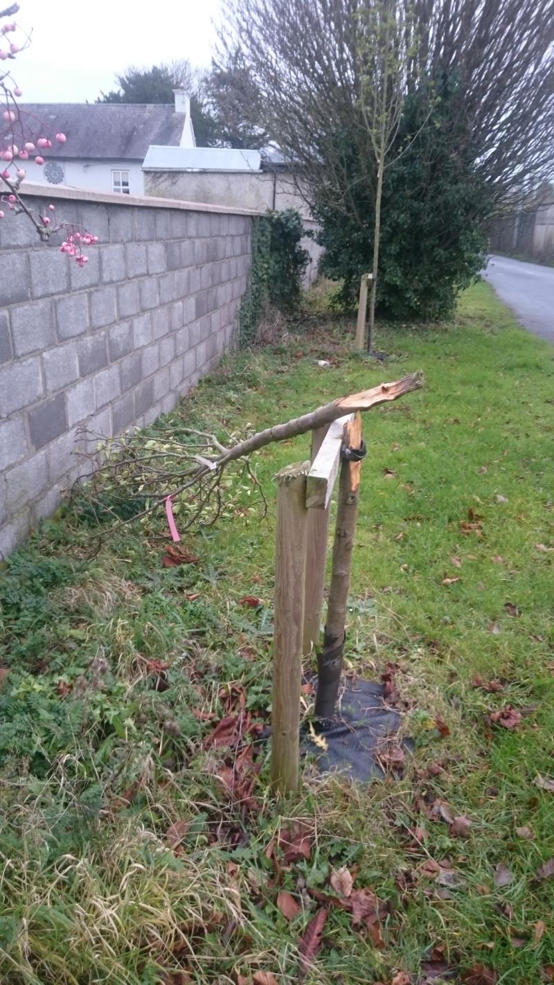 Young trees vandalised  on Sion Road, Kilkenny 