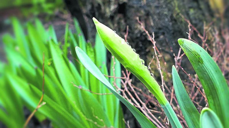 One of the delights of this time of year - an early daffodil coming in to view