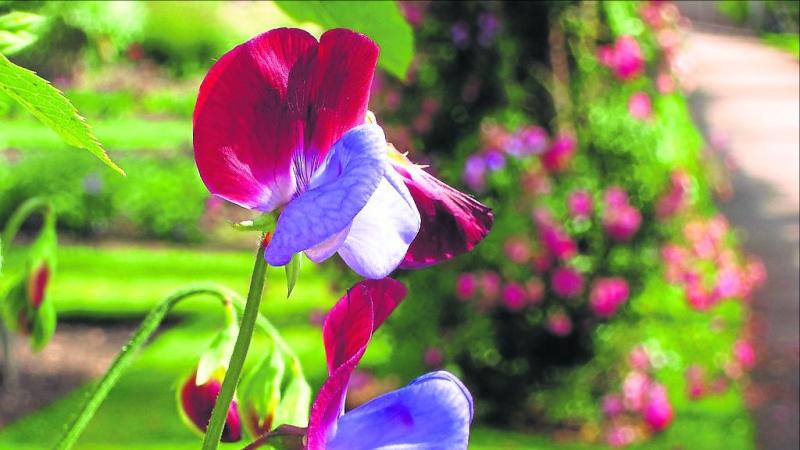 With green shoots showing, it’s time to start on the 2020 garden