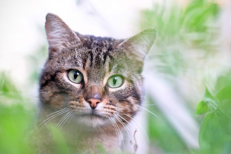 A gardening cat-astrophe!