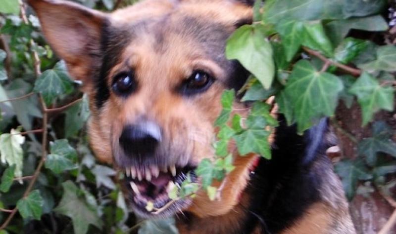 Dogs