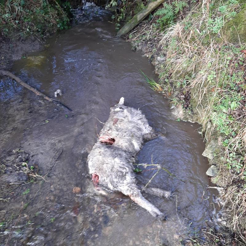 Defenceless animals savaged to death