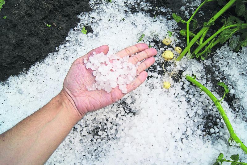 Gardening With Shirley Lanigan