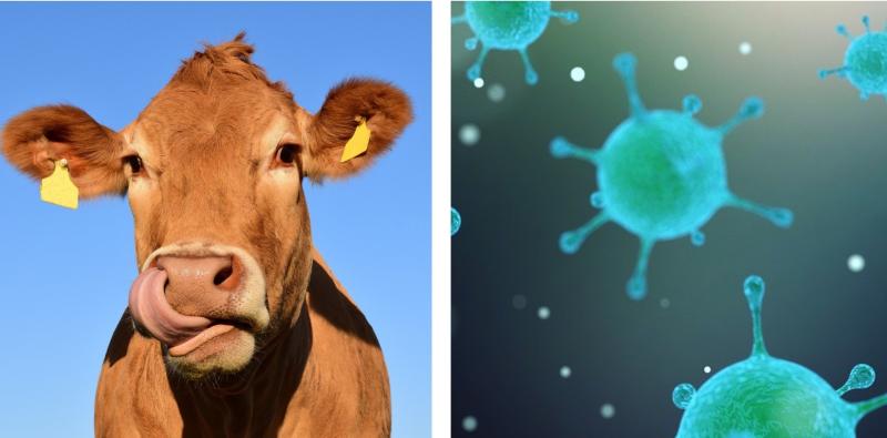 Germany reports first Foot and Mouth outbreak in  40 years