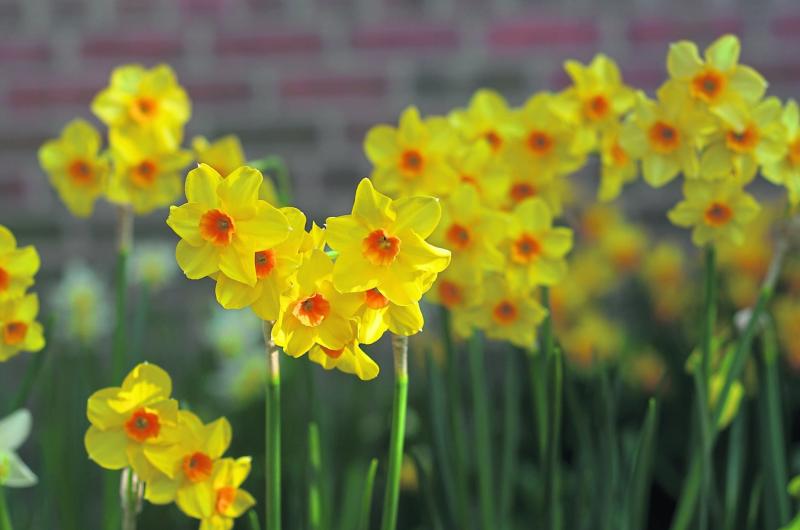 Daffodils