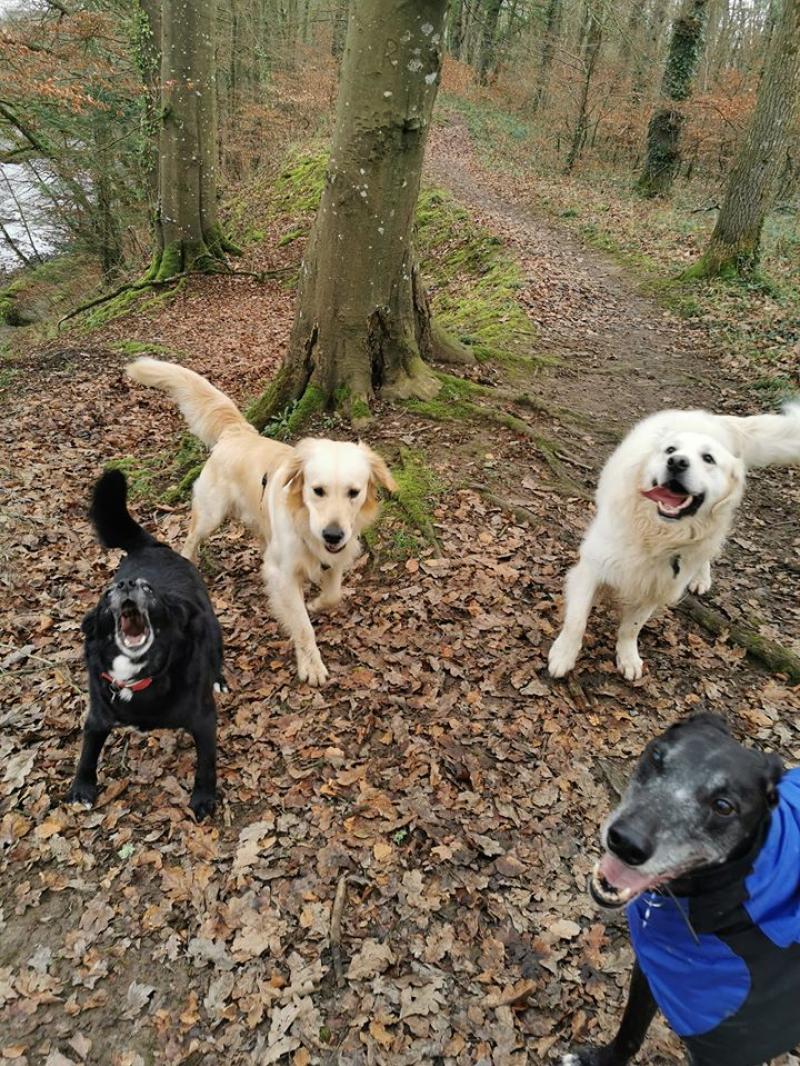 Kind-hearted Kilkenny dogwalker is offering her services free of charge to healthcare workers
