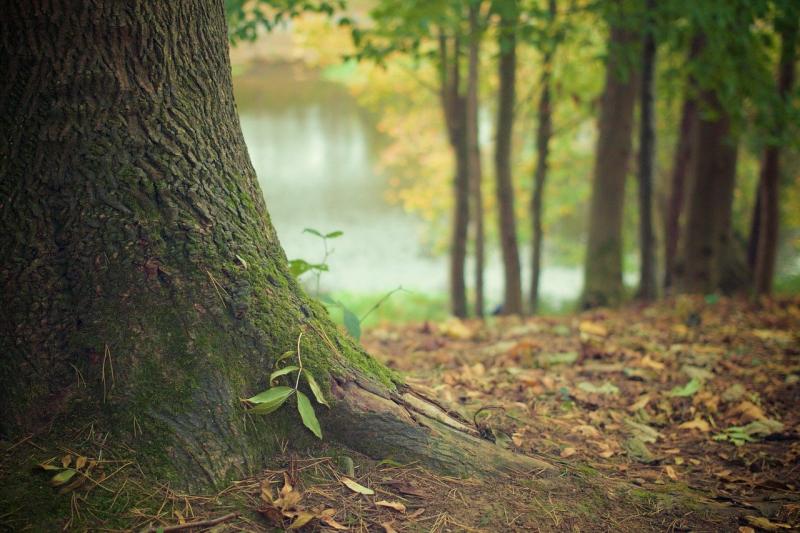 82% fall in visits to Coillte forest in Kilkenny since enhanced restrictions put in place