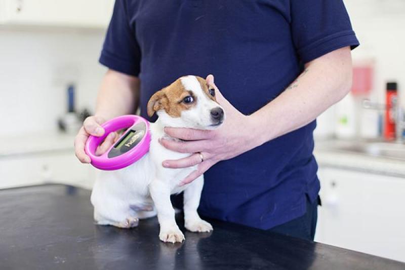 Microchipping can help reunite thousands of pets lost every year with owners 