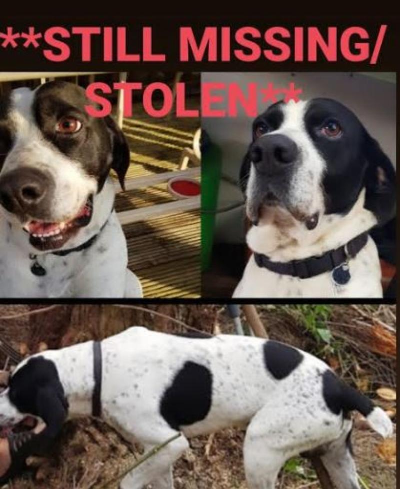 Kilkenny owners appeal for information following the disappearance of much-loved dogs