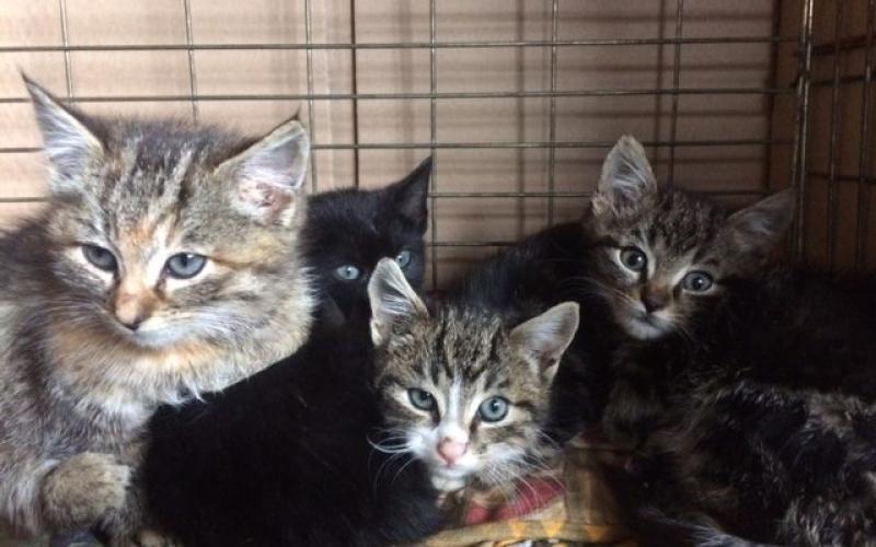 Kilkenny Society for the Prevention of Cruelty of Animals callout for foster homes