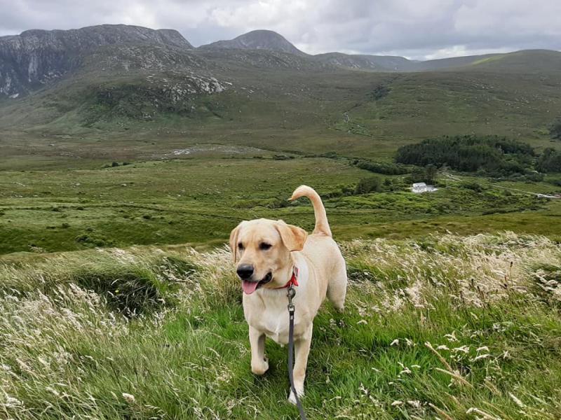 Details announced for first ever National 5km Dog Walk