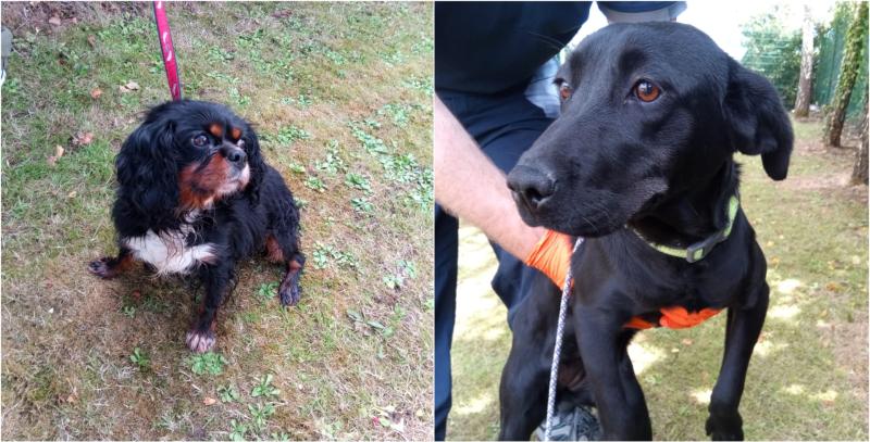 Gardaí recover ten dogs stolen around the country and appeal for owners