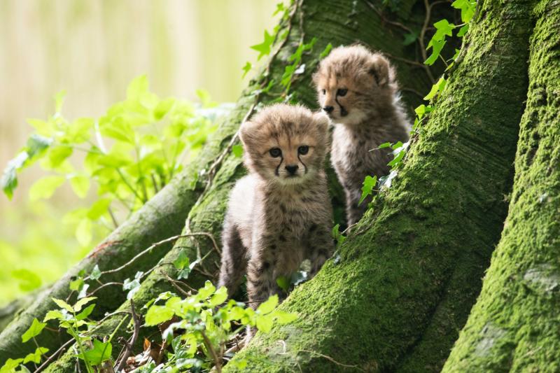 Fota Wildlife Park has announced the birth of three Northern cheetah cubs