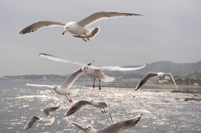 National warning issued following multiple confirmed cases of Avian Influenza A (H5N1)