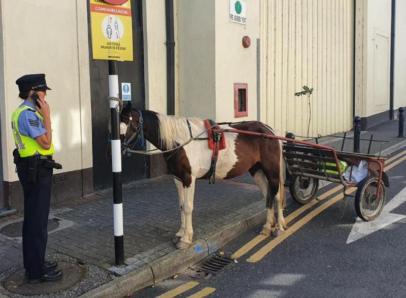 Kilkenny gardaí  seize pony due to welfare concerns and rehome her with rescue