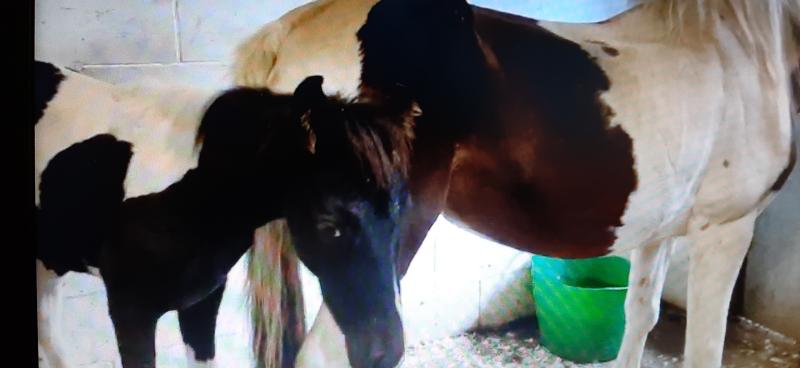 A happy ending as Kilkenny gardaí reunite foal with rescused mare