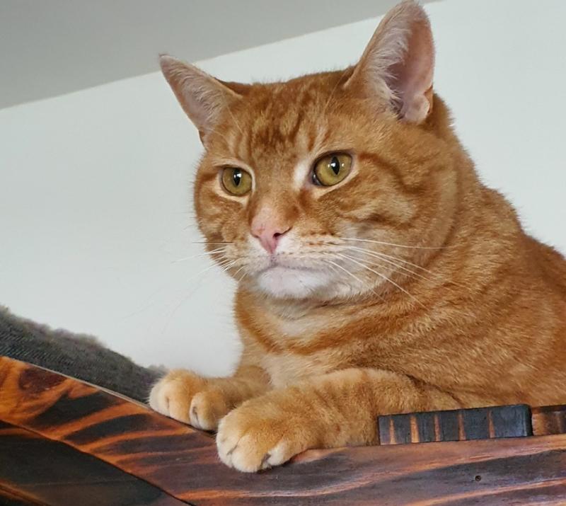 Help me to get home! Family pet cat missing in Kilkenny 