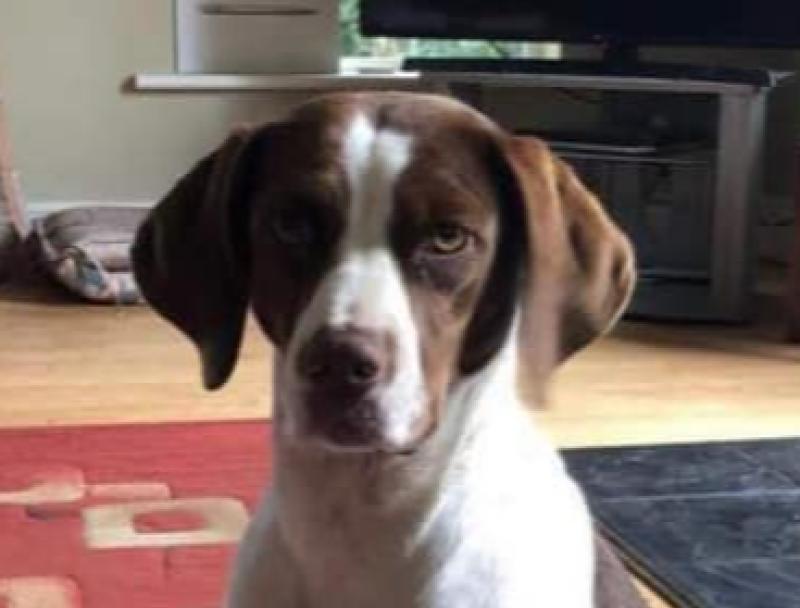 Appeal for information on Popette who is missing in Kilkenny