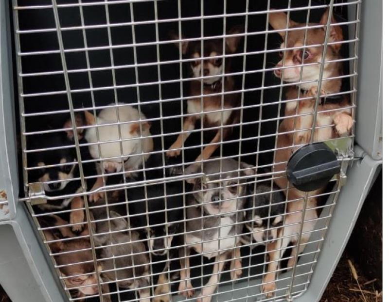 PHOTOS: Gardaí discover 32 dogs worth €150k during searches 