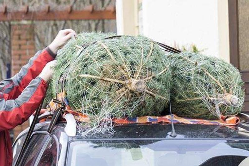 Six tips to transport your Christmas tree home safely this festive season